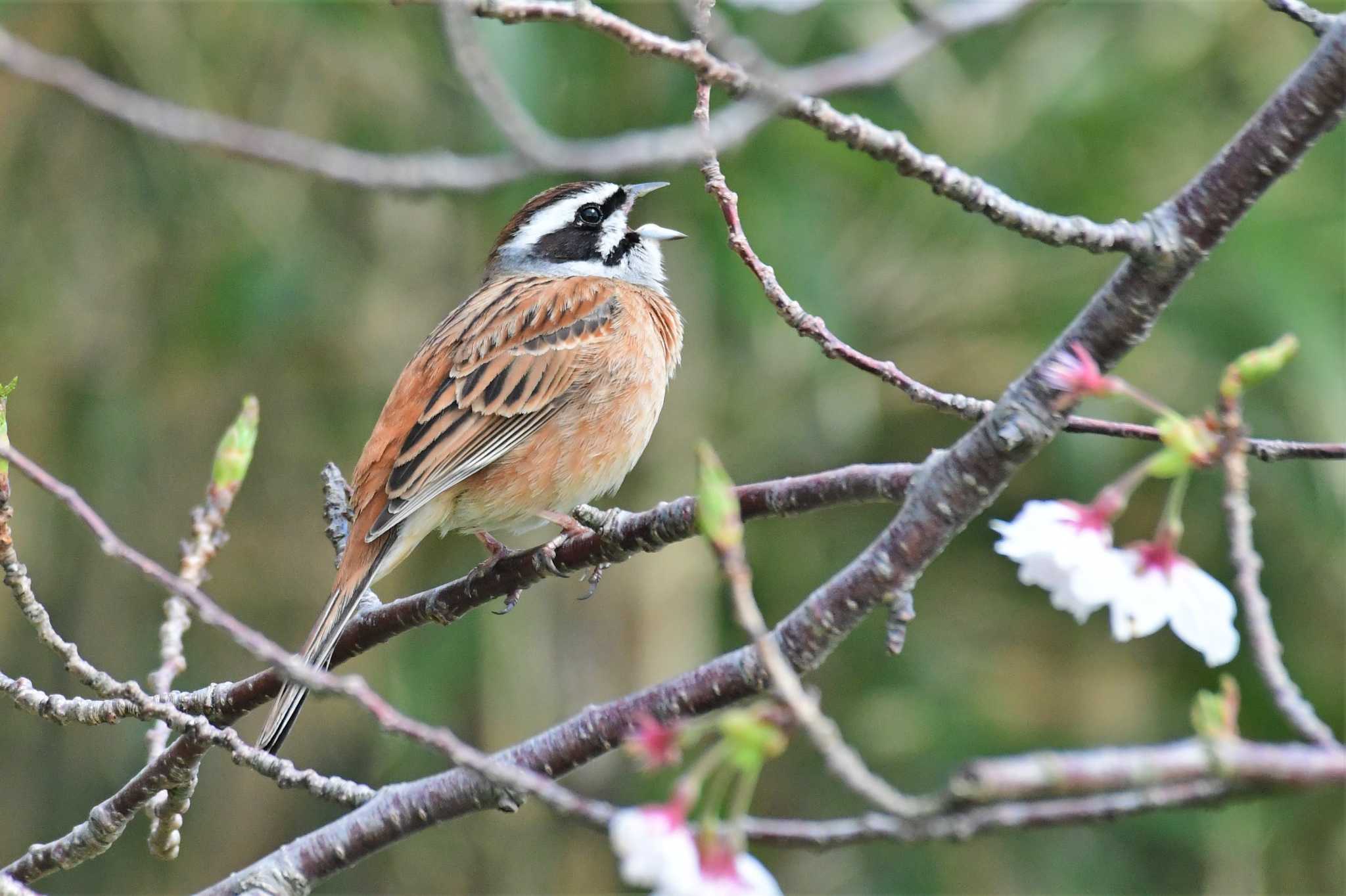 Meadow Bunting