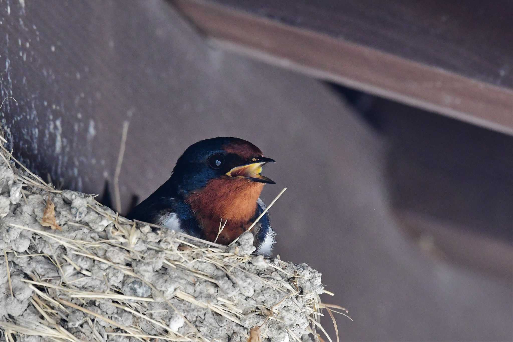 Photo of Barn Swallow at 禄剛崎 by Semal