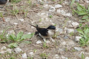 2021年4月4日(日) 多摩川の野鳥観察記録