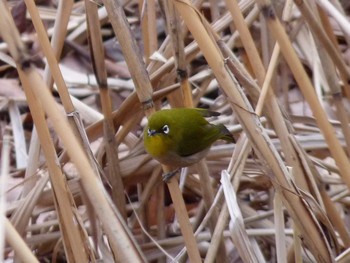 Warbling White-eye Nagai Botanical Garden Fri, 2/3/2017