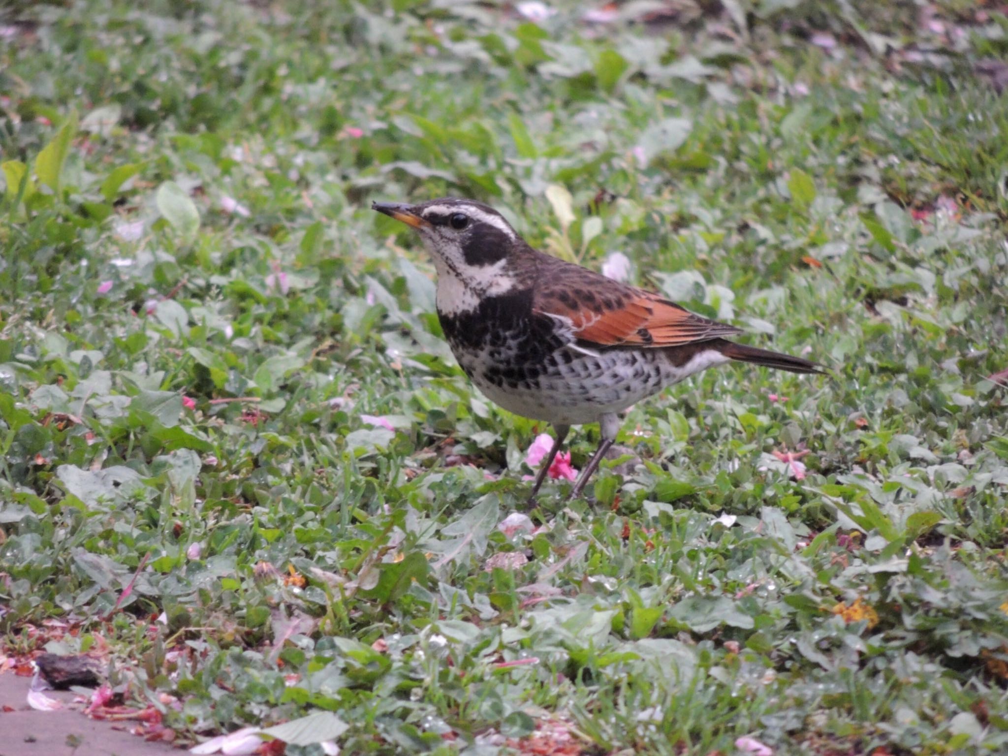 Dusky Thrush