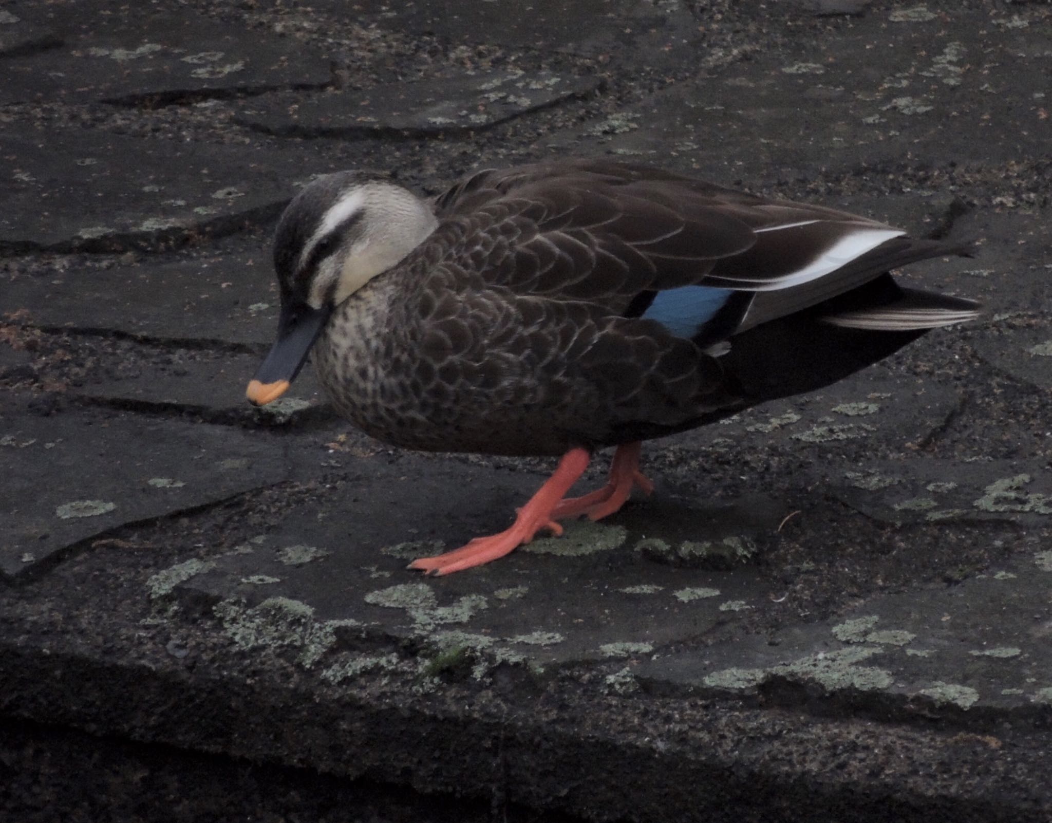 Eastern Spot-billed Duck