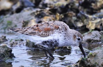 Dunlin 男里川 Fri, 4/3/2020