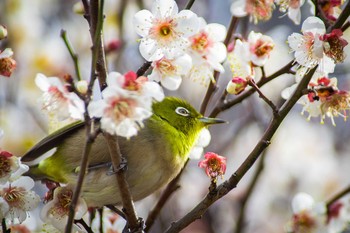 メジロ 古室山 2017年3月11日(土)