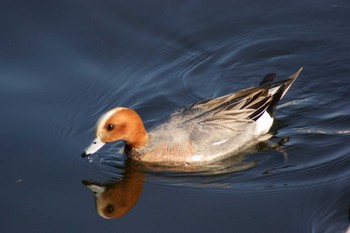 Eurasian Wigeon 吹田市 Tue, 4/14/2020