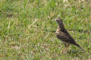 Eurasian Skylark 摂津市 Sat, 5/23/2020