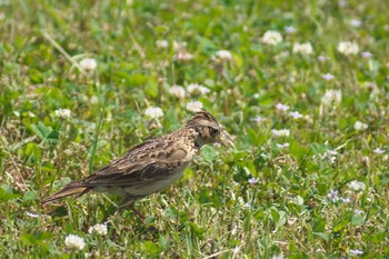 Eurasian Skylark 摂津市 Sat, 5/23/2020