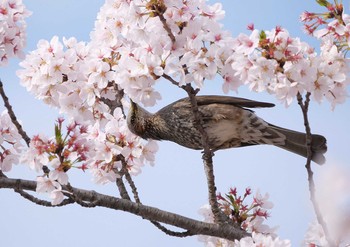 ヒヨドリ さいたま市 2021年4月3日(土)