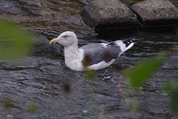 オオセグロカモメ 発寒川公園(札幌市西区) 2020年9月26日(土)