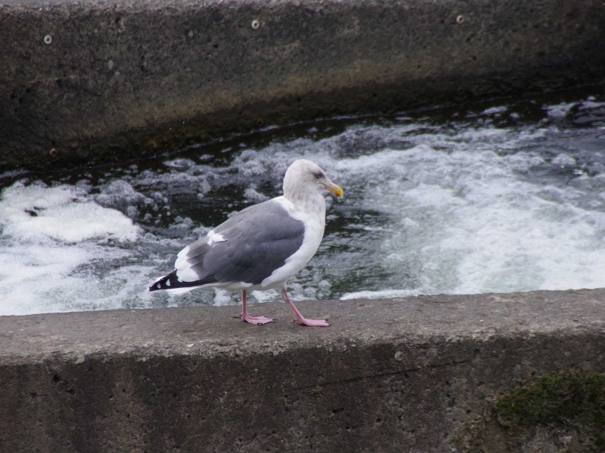 発寒川公園(札幌市西区) オオセグロカモメの写真 by 98_Ark (98ｱｰｸ)