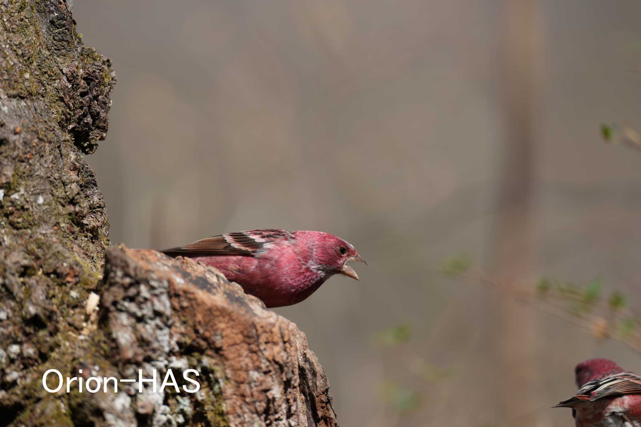 前の画像の元画角画像　SONY α１ +  FE 600mm F4 GM OSS　600mm　JPEG撮影 by Orion-HAS