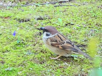 スズメ 場所が不明 2021年4月3日(土)