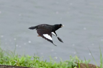 ハッカチョウ 横浜市栄町 2021年4月5日(月)