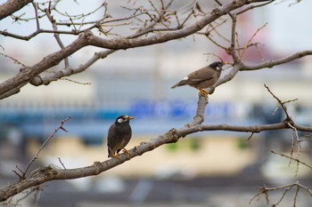 ムクドリ 古室山 2017年3月11日(土)