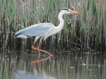 アオサギ 葛西臨海公園 2021年4月4日(日)