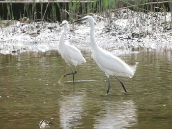 コサギ 葛西臨海公園 2021年4月4日(日)