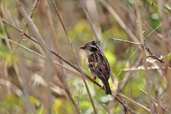 Rustic Bunting 守谷野鳥のみち Sat, 4/3/2021