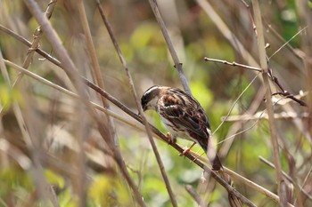 Rustic Bunting 守谷野鳥のみち Sat, 4/3/2021