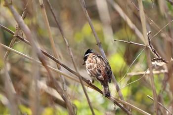 Rustic Bunting 守谷野鳥のみち Sat, 4/3/2021