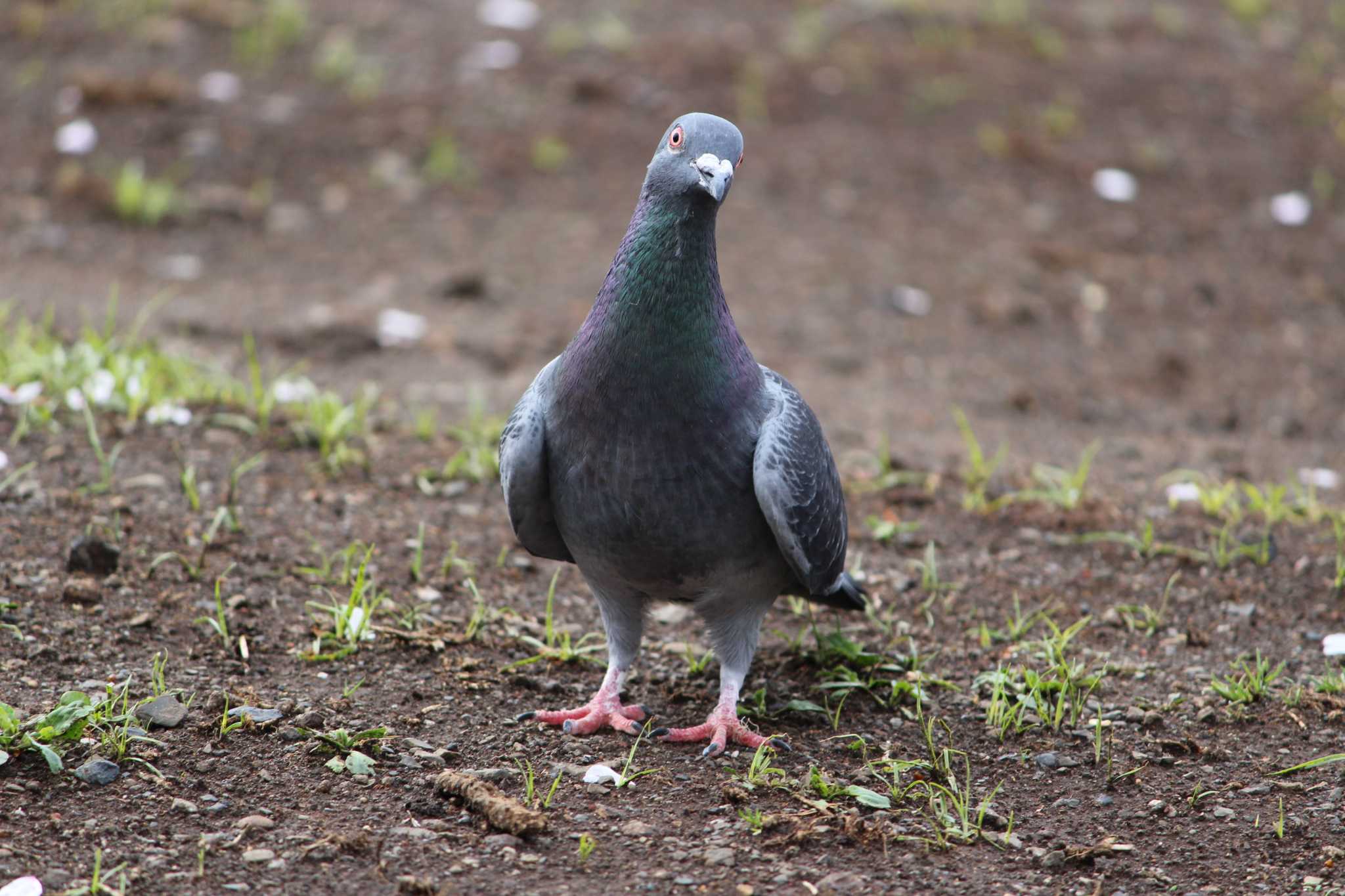 石神井公園 カワラバトの写真 by Sweet Potato