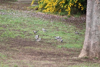 2021年4月6日(火) 石神井公園の野鳥観察記録