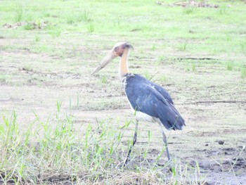 コハゲコウ Bang Phra Non-Hunting area 2021年4月5日(月)