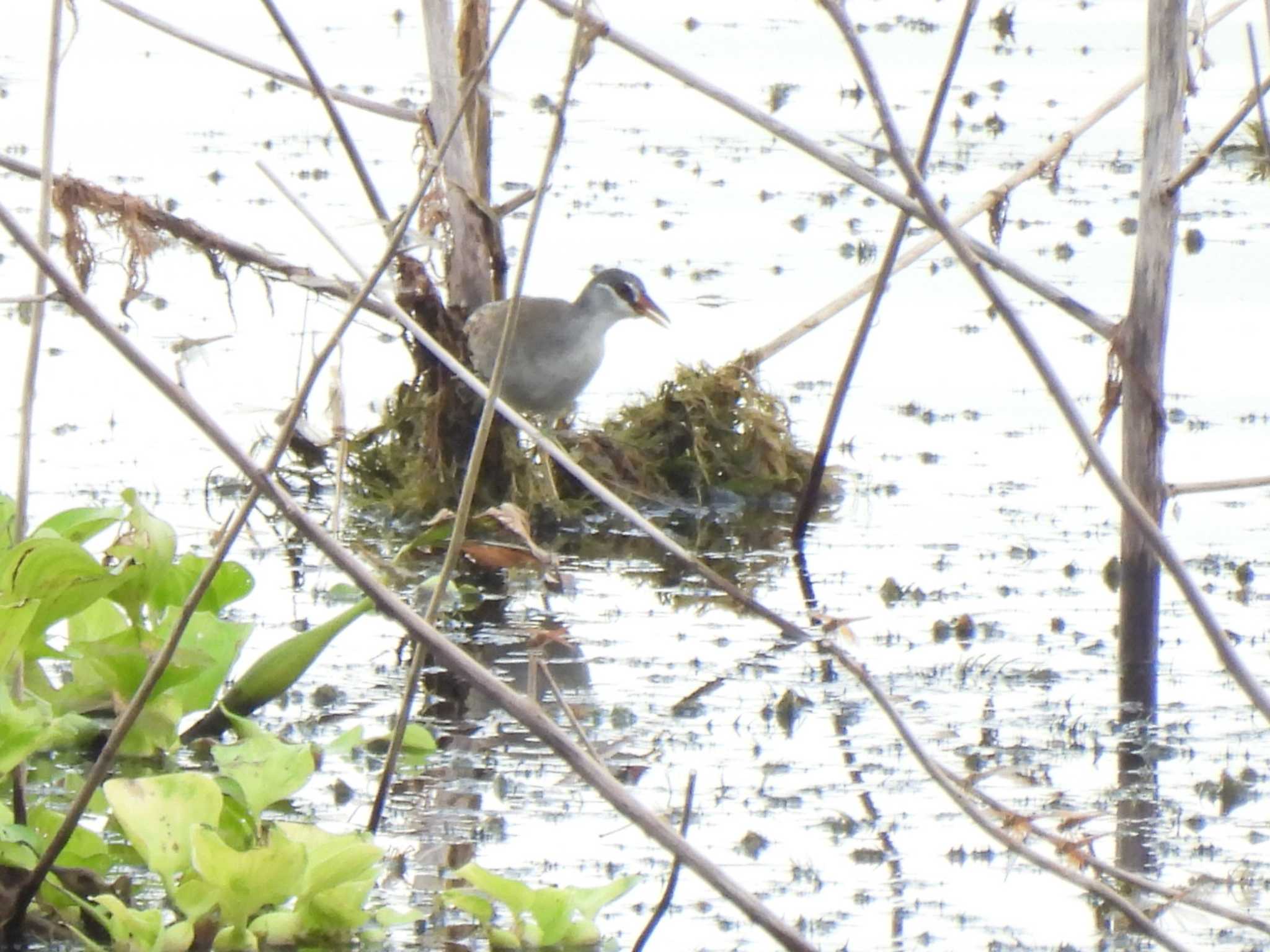 White-browed Crake