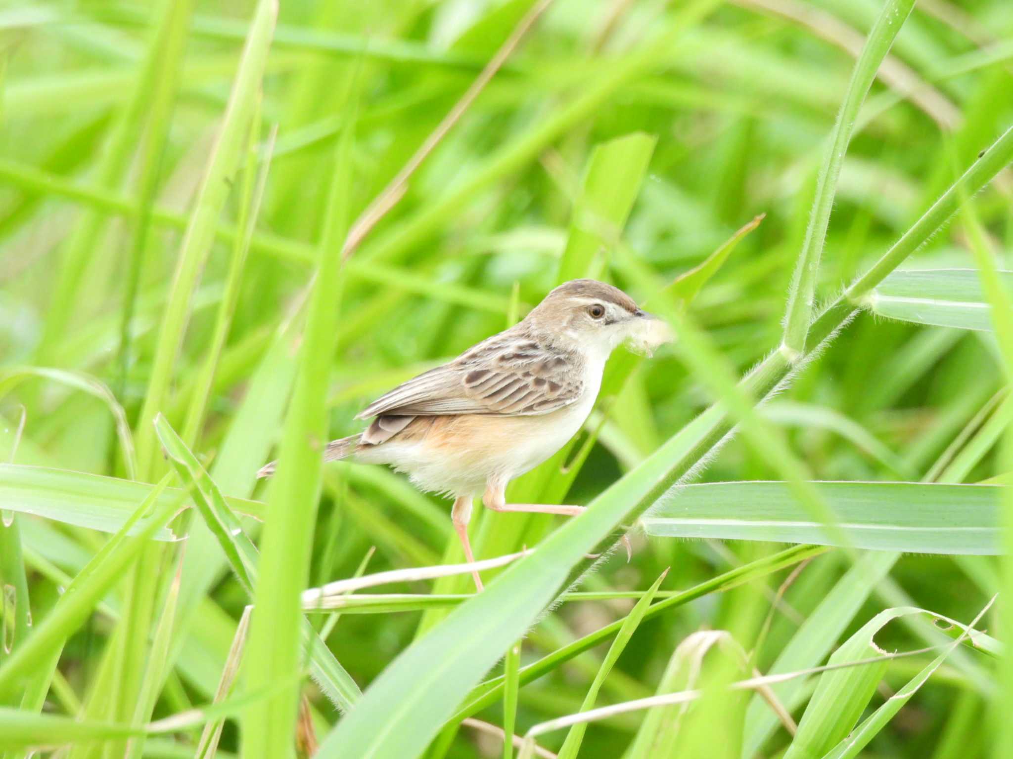 Zitting Cisticola