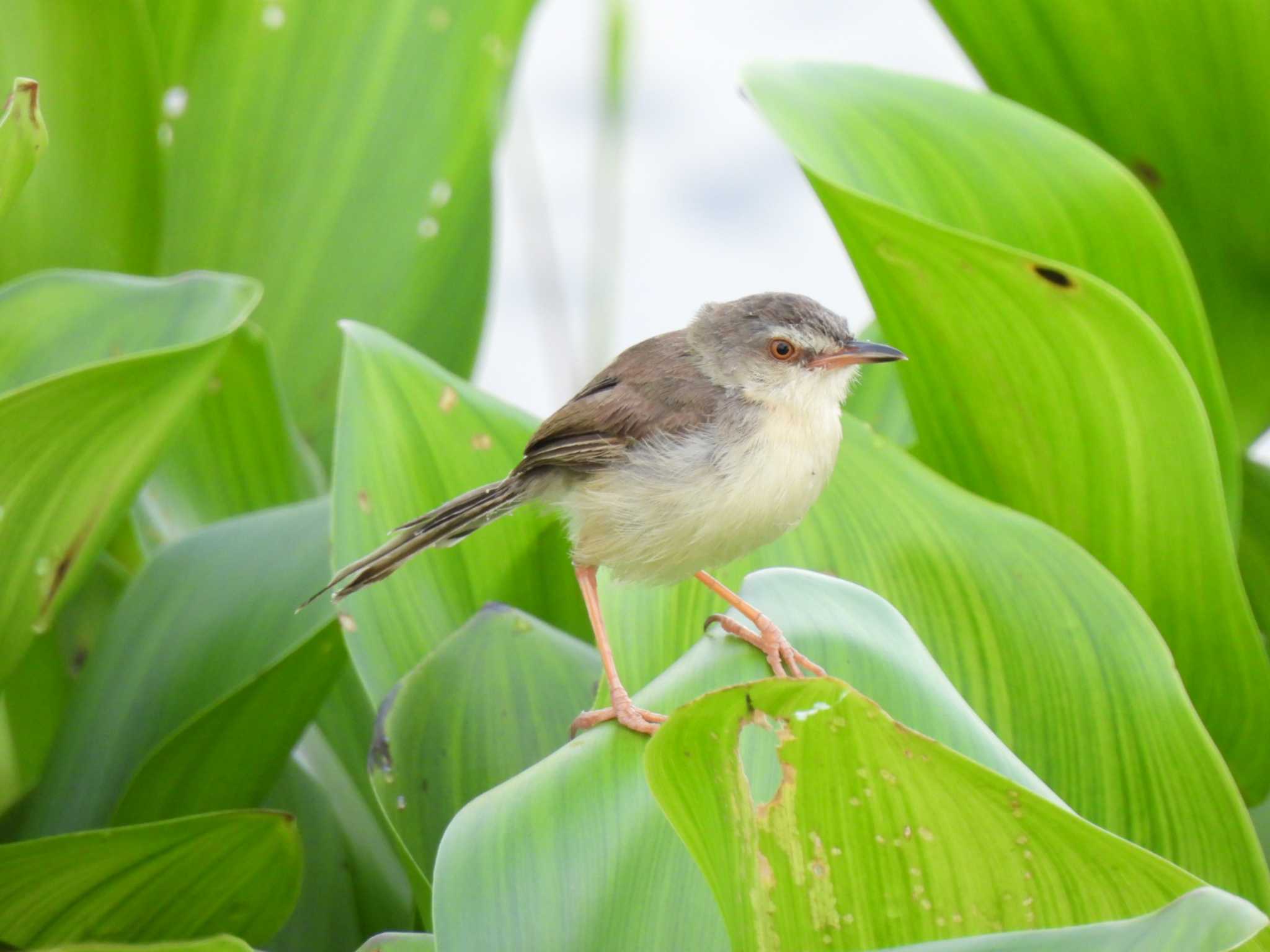 Plain Prinia