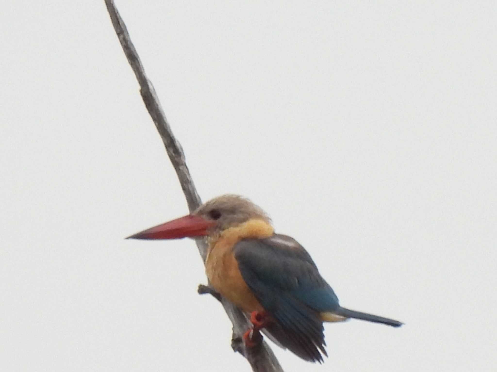 Stork-billed Kingfisher