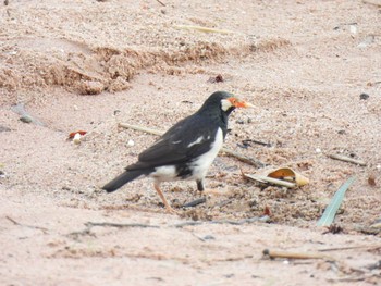 Siamese Pied Myna Bang Phra Non-Hunting area Mon, 4/5/2021