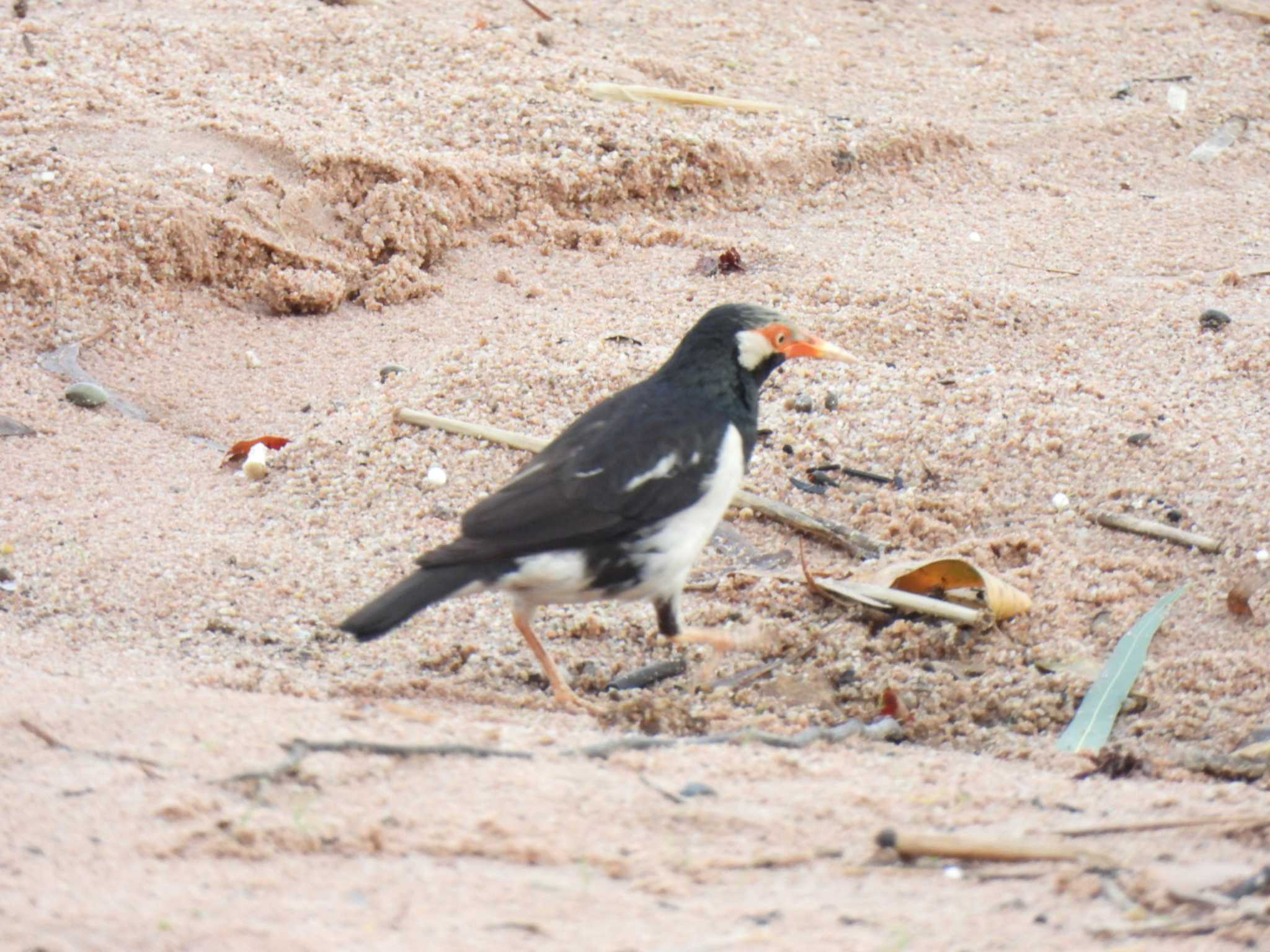 Siamese Pied Myna