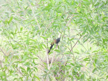 Greater Coucal Bang Phra Non-Hunting area Mon, 4/5/2021