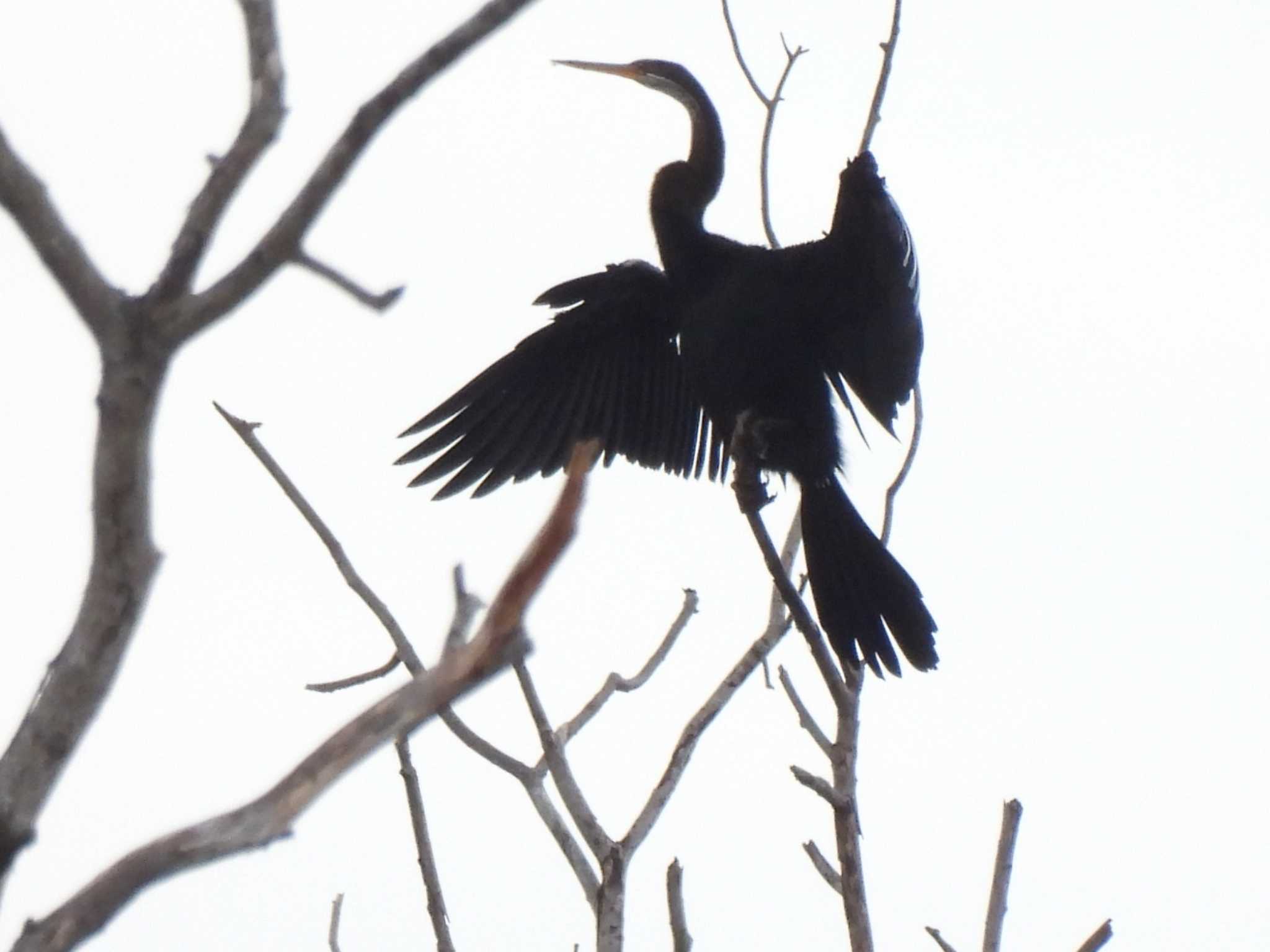 Oriental Darter