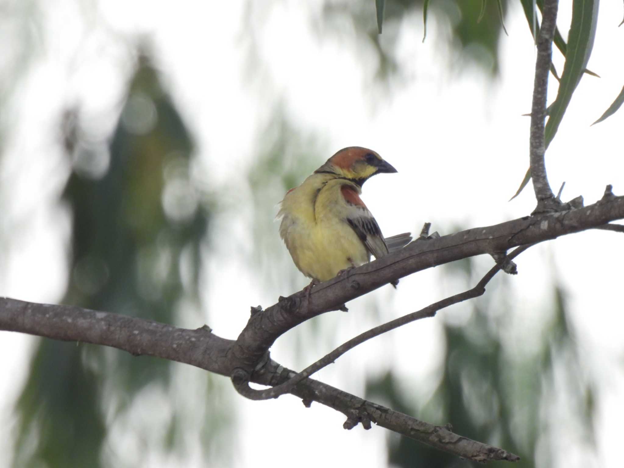 Plain-backed Sparrow