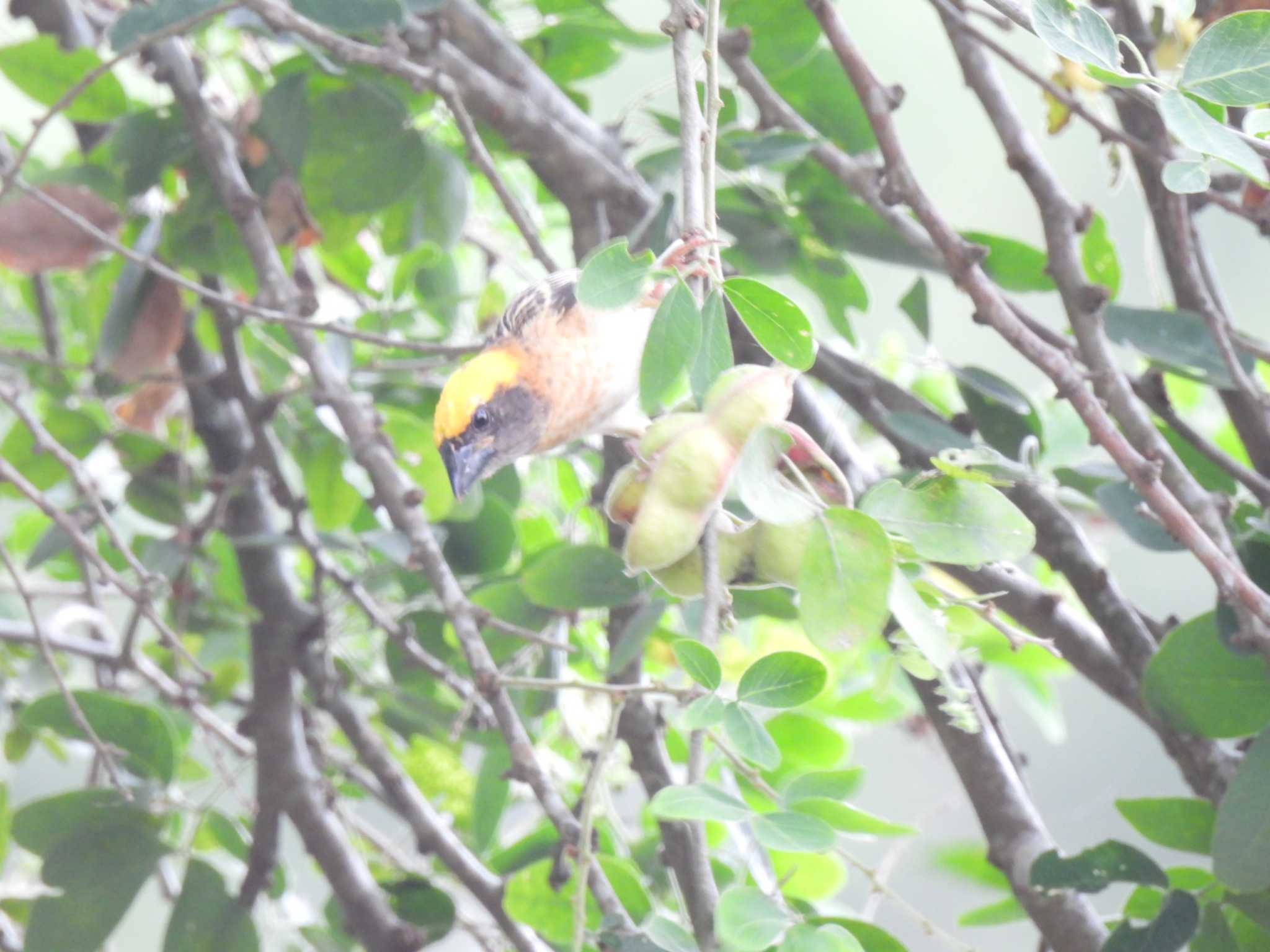 Streaked Weaver