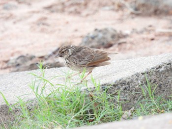 Indochinese Bush Lark Bang Phra Non-Hunting area Mon, 4/5/2021