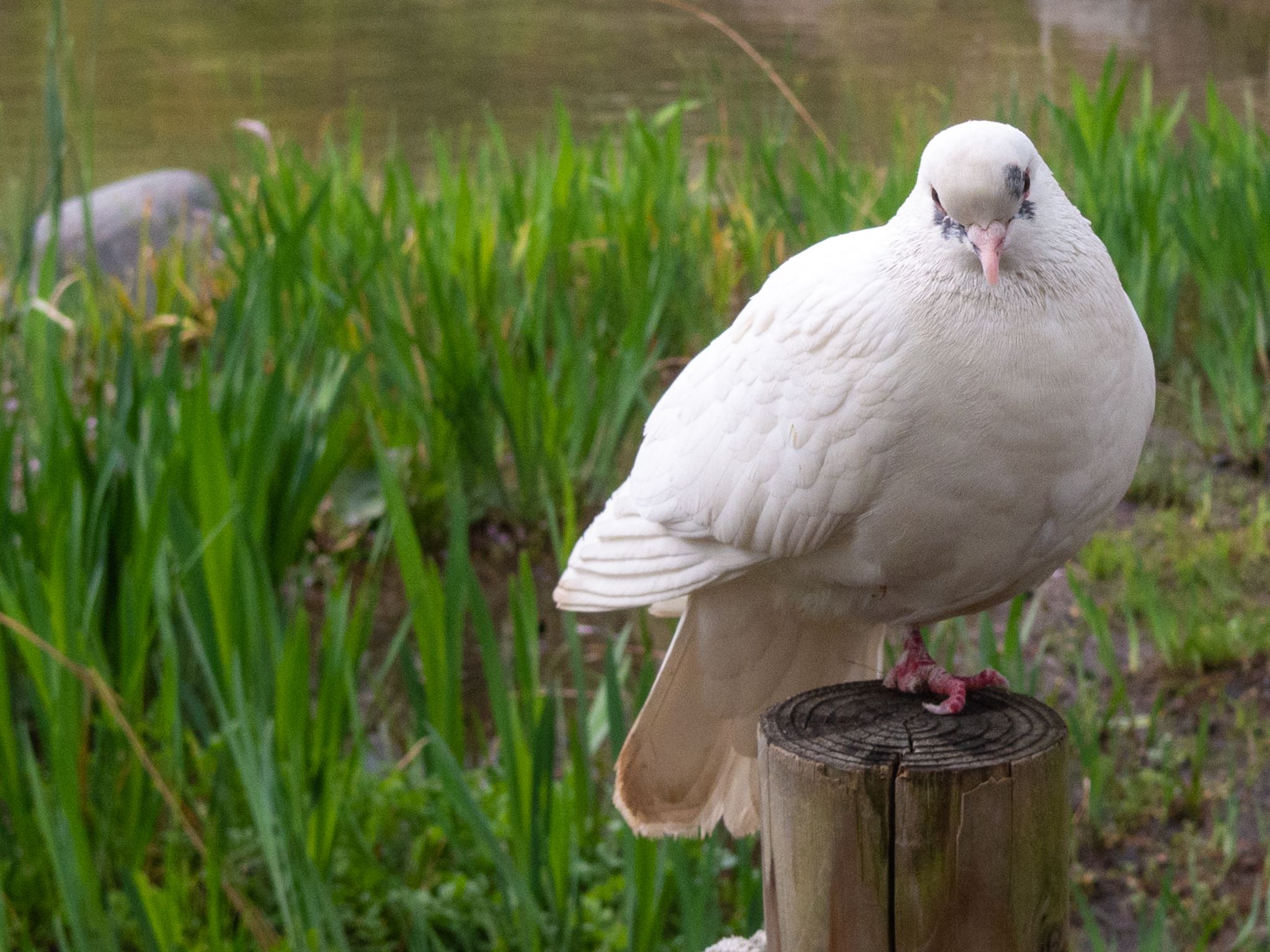 Photo of Rock Dove at 檜町公園(東京ミッドタウン) by Marco Birds