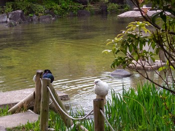 カワラバト 檜町公園(東京ミッドタウン) 2021年4月6日(火)