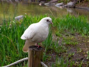 Rock Dove 檜町公園(東京ミッドタウン) Tue, 4/6/2021