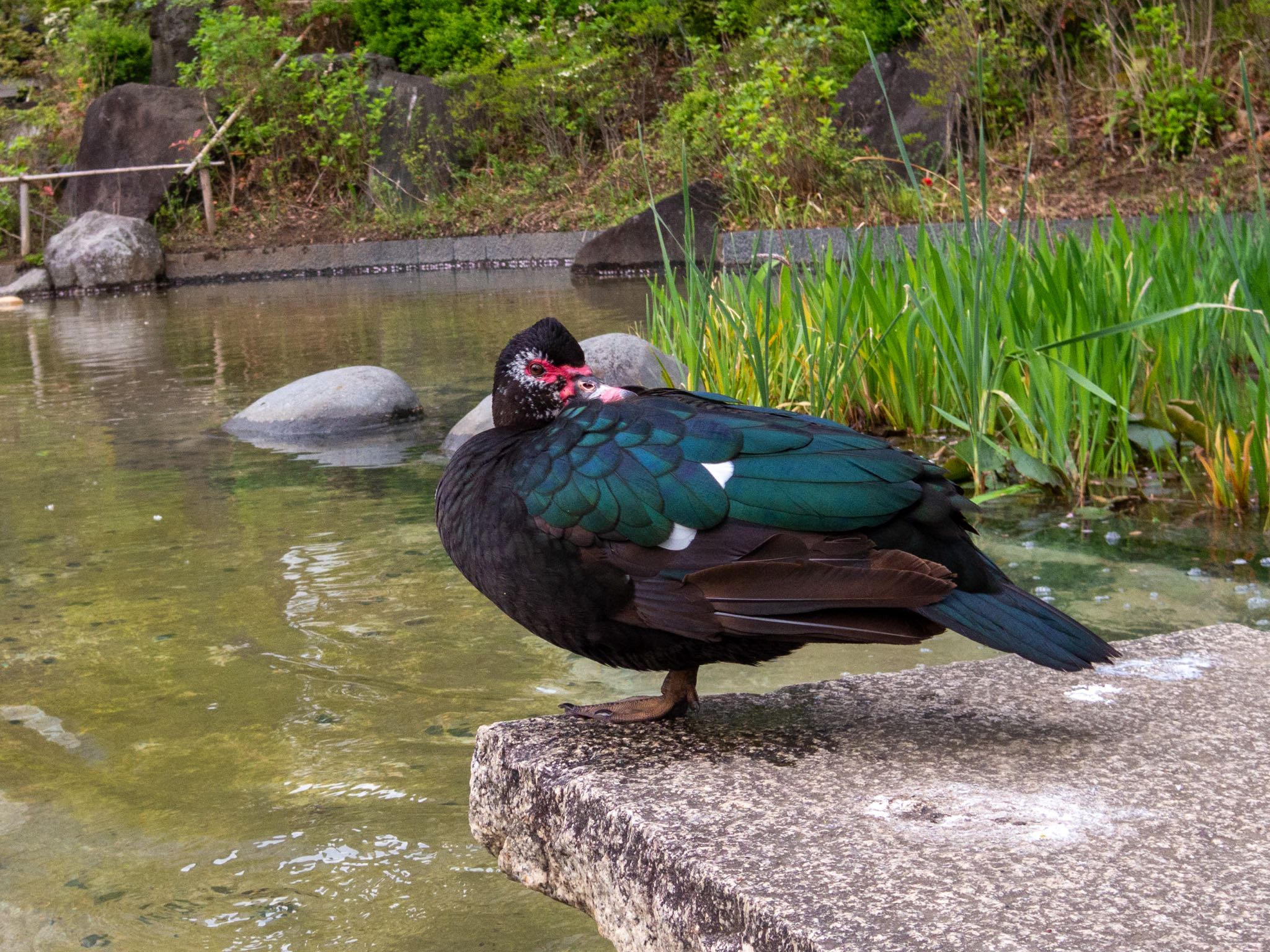 21年4月6日 火 檜町公園 東京ミッドタウン の野鳥観察記録 By Marco Birds Zoopicker