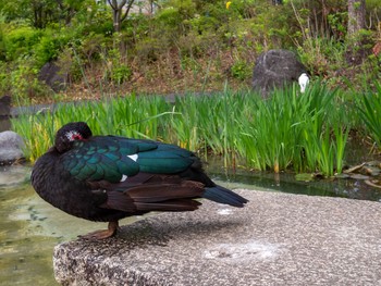 Muscovy Duck 檜町公園(東京ミッドタウン) Tue, 4/6/2021