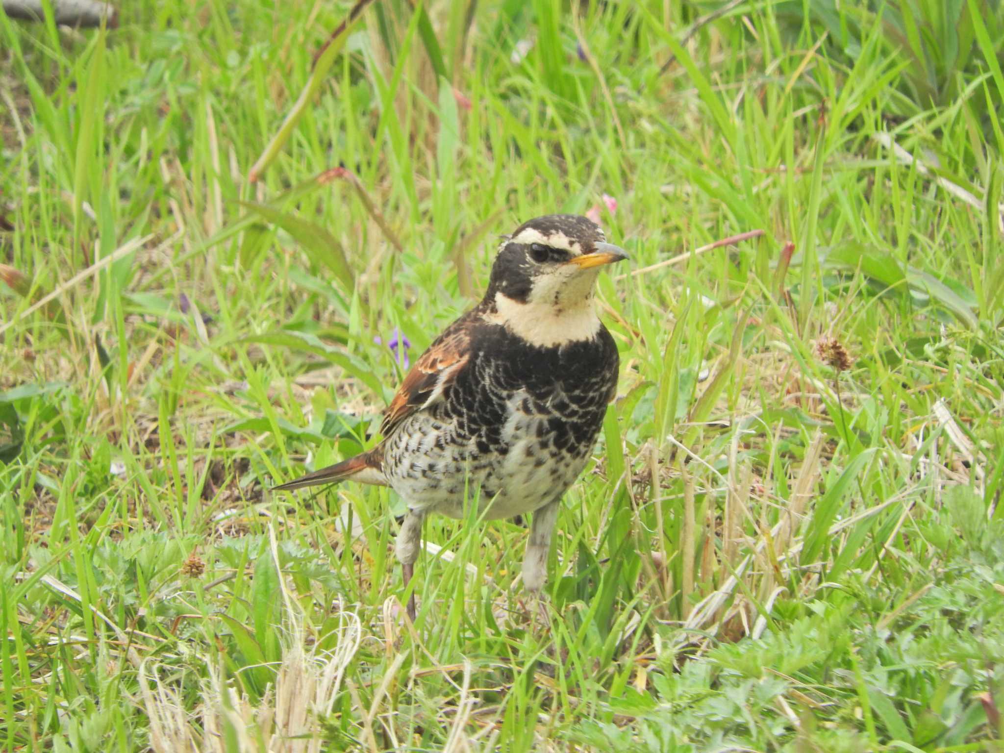 Photo of Dusky Thrush at 狭山湖堤防 by chiba