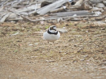 Little Ringed Plover 狭山湖堤防 Tue, 4/6/2021