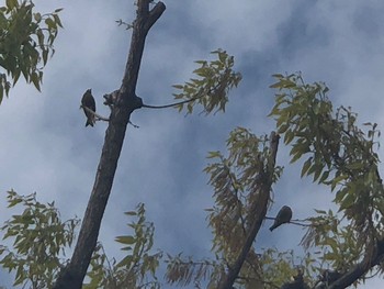 2021年4月6日(火) さいわい緑道(川崎市)の野鳥観察記録