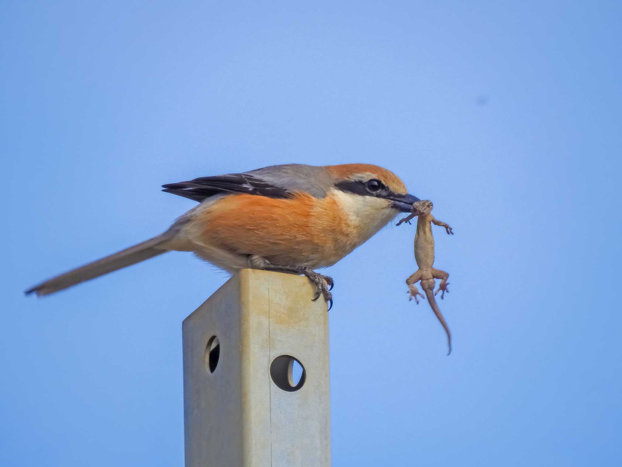 モズ捕食ヤモリ。尻尾食べてから早贄（動画あり）