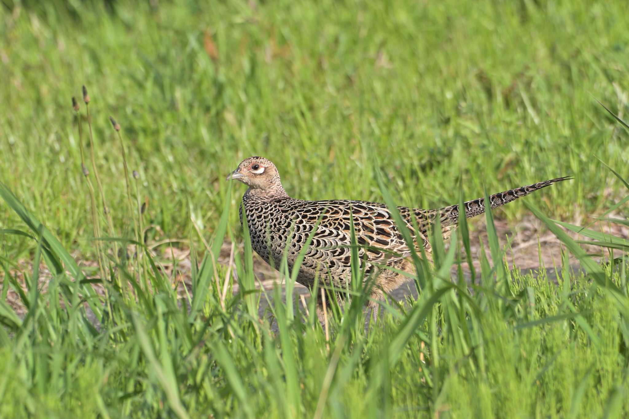 相模川 キジの写真 by Tosh@Bird