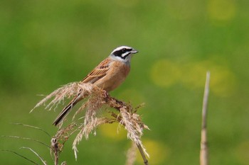 ホオジロ 馬見丘陵公園 2021年3月30日(火)