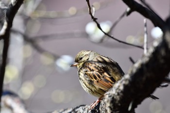 アオジ 大池公園 2017年2月11日(土)