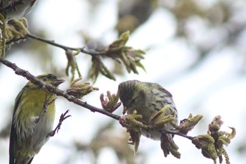 2021年4月6日(火) 愛知県常滑市金山金蓮寺131  青海農村公園の野鳥観察記録